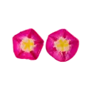Morning Glory Earrings